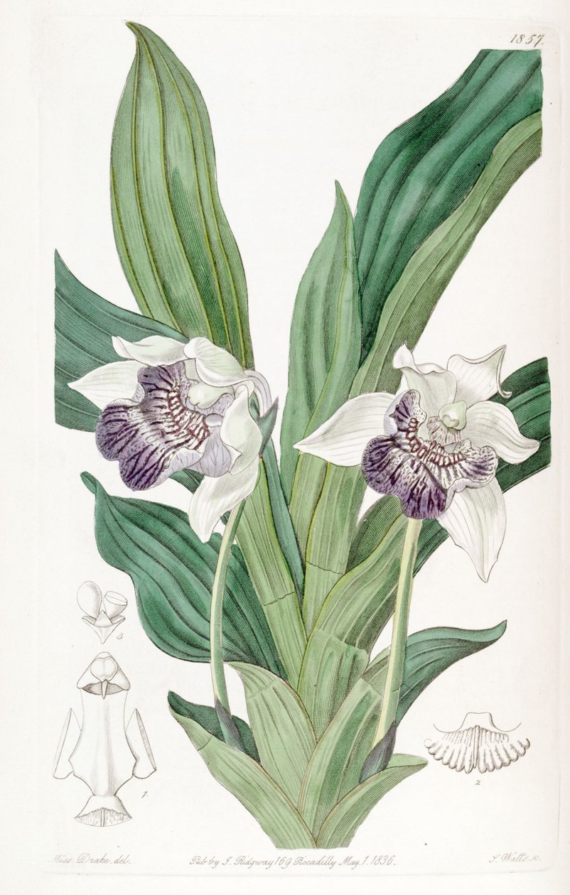 Cochleanthes flabelliformis (مثل syn. Zygopetalum cochleare) بواسطة ملكة جمال دريك