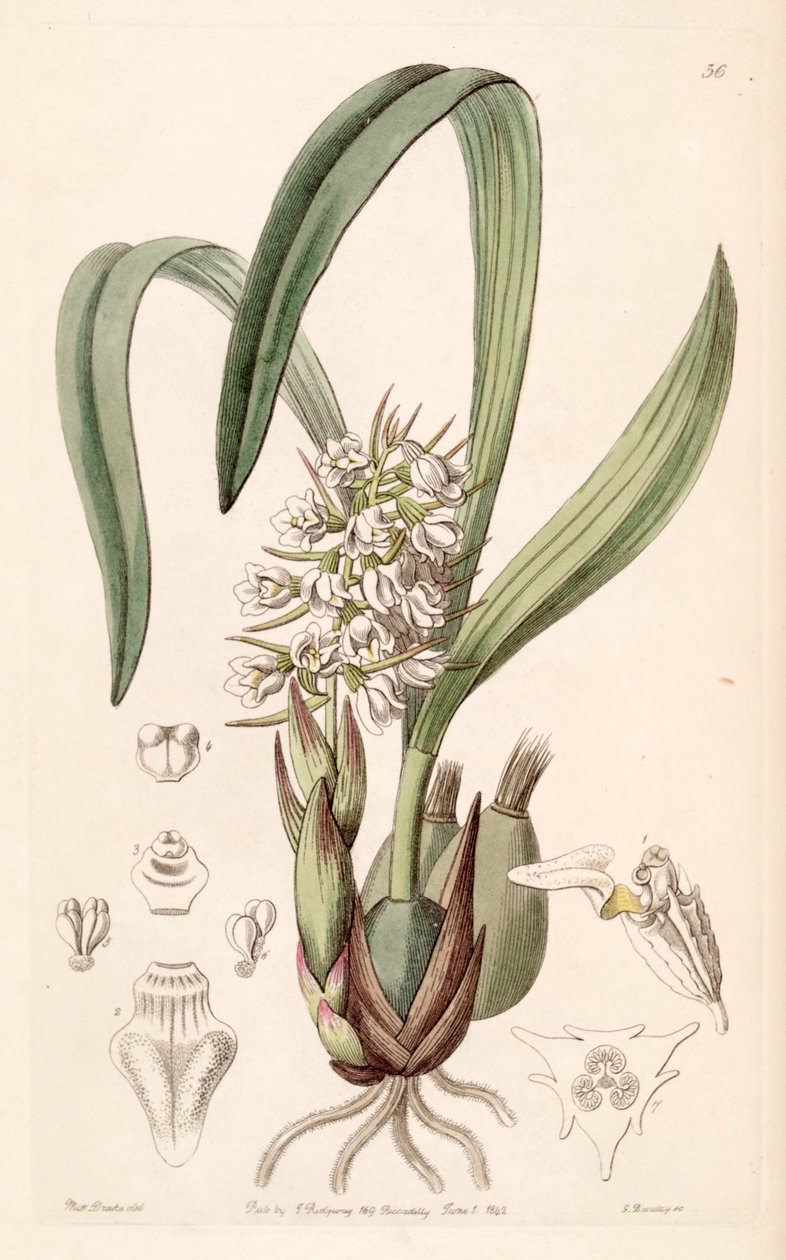 Coelia triptera (as syn. Coelia baueriana) بواسطة ملكة جمال دريك