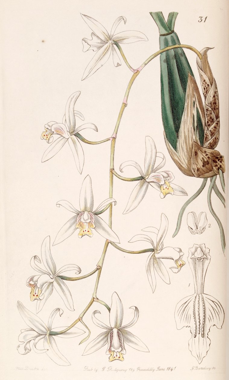 Coelogyne flaccida بواسطة ملكة جمال دريك