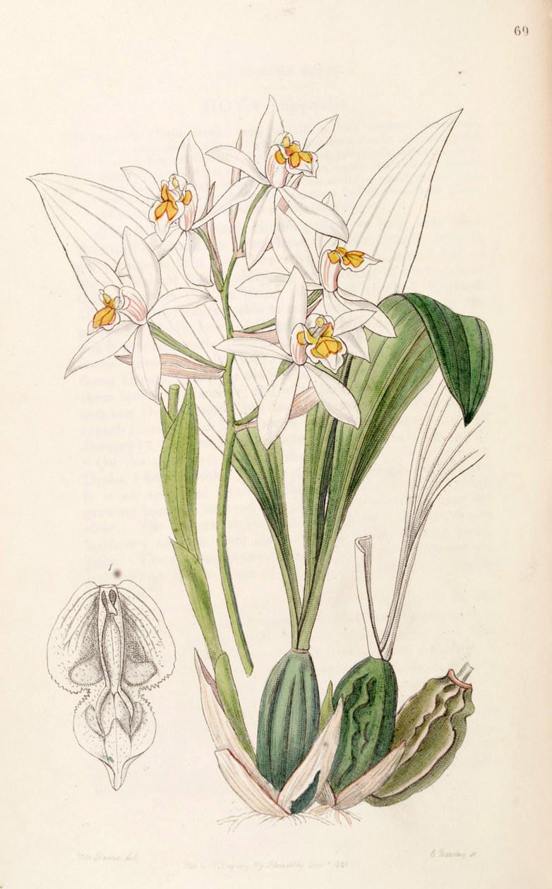 Coelogyne nitida (مثل syn. Coelogyne ochracea) بواسطة ملكة جمال دريك