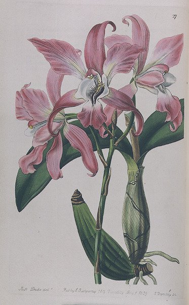 تم نشر Coryanthes Macrantha بواسطة I. Ridgway ، 1839 بواسطة ملكة جمال دريك