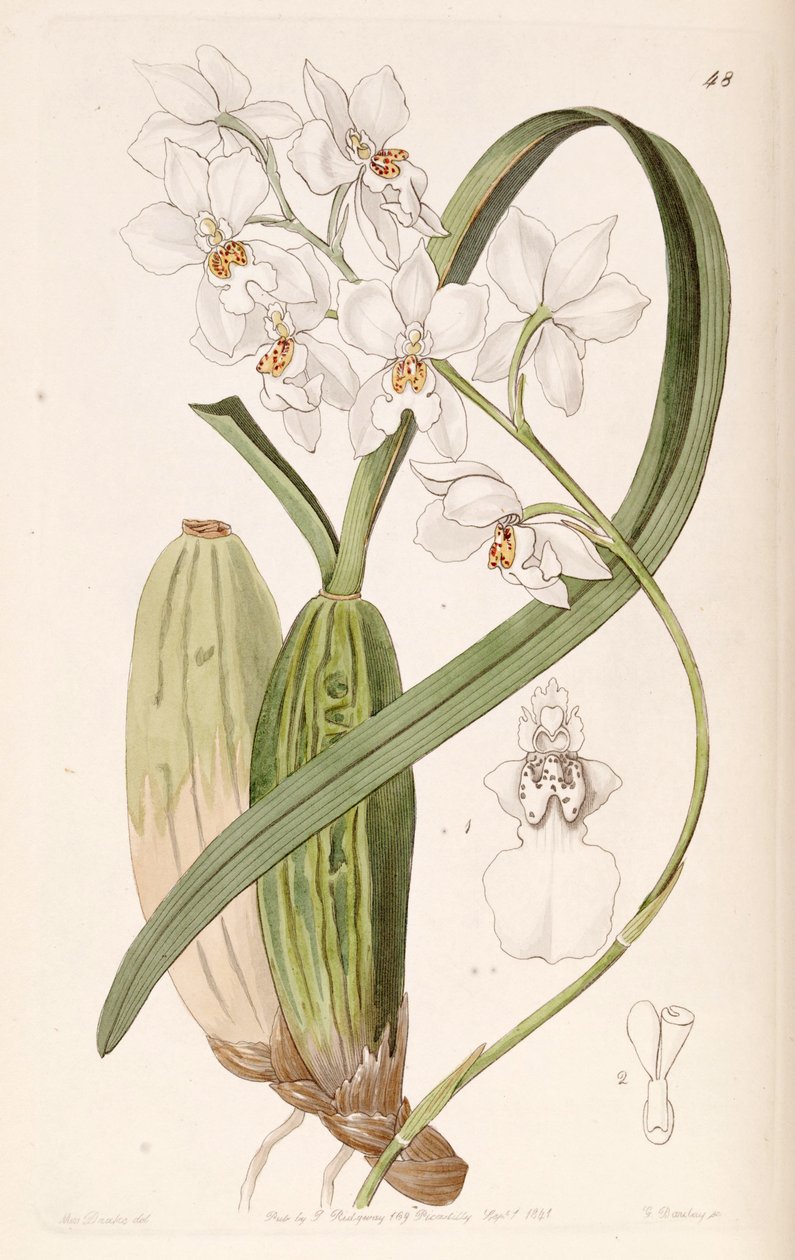 Cuitlauzina pulchella أو Odontoglossum pulchellum أو Osmoglossum pulchellum بواسطة ملكة جمال دريك