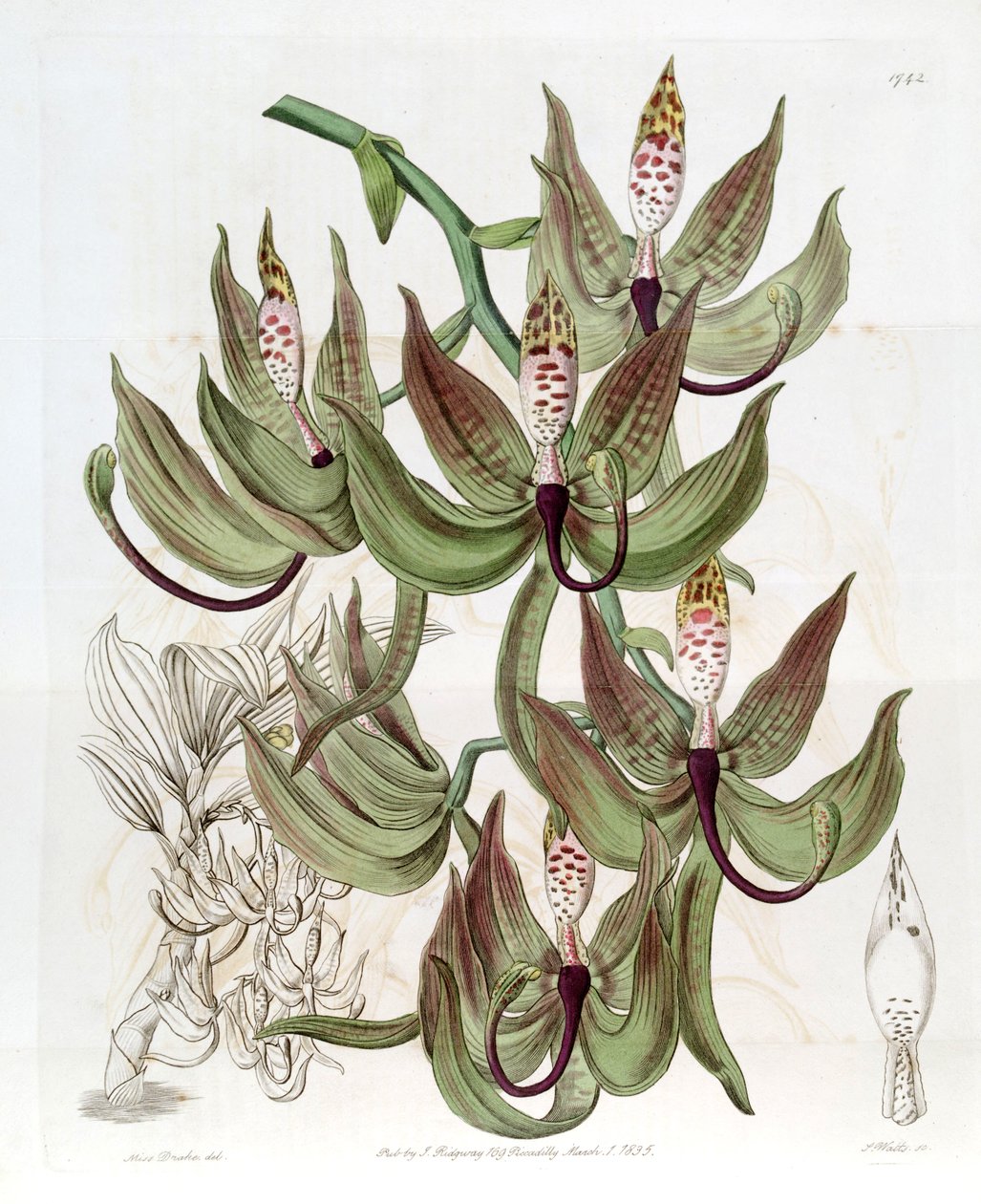 Cycnoches Loddigesii بواسطة ملكة جمال دريك