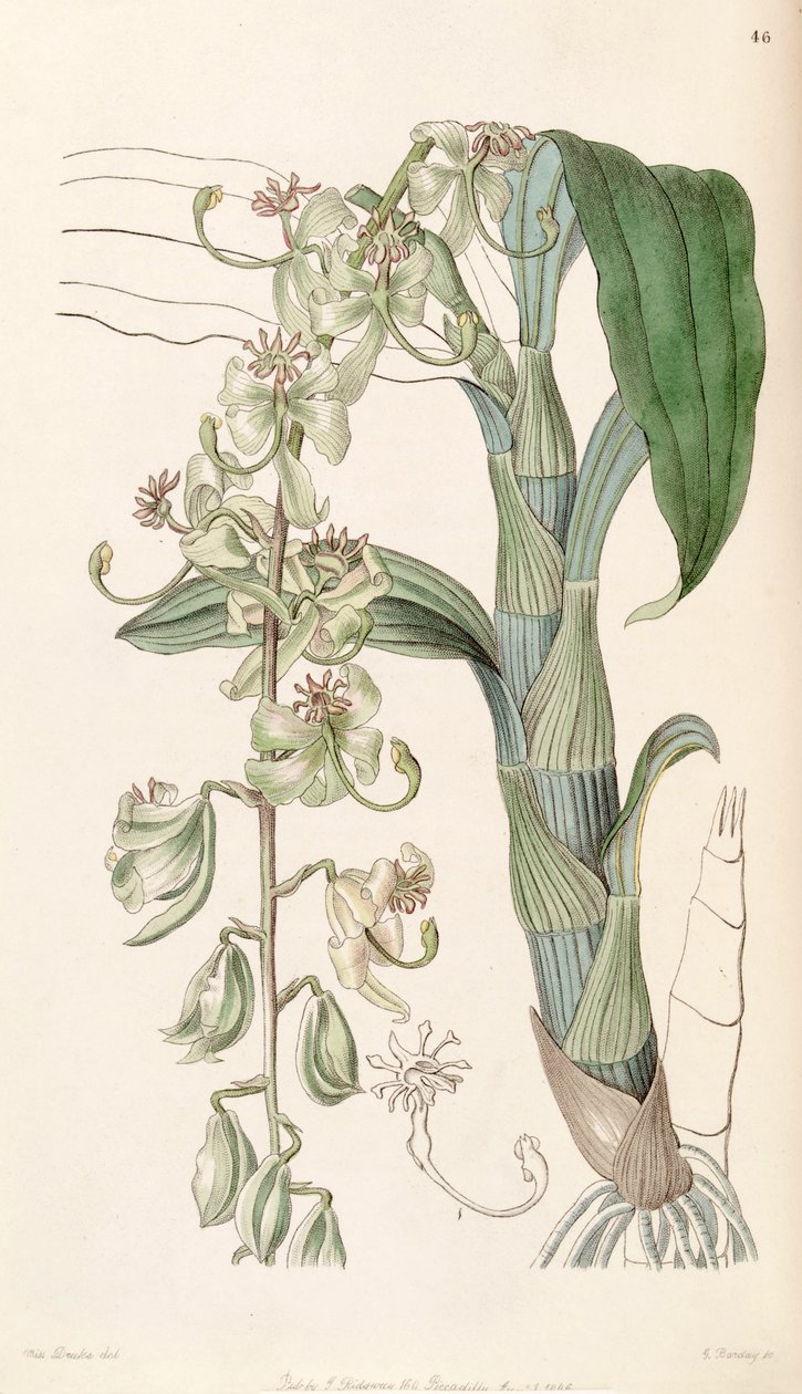 Cattleya sky (syn. Cattleya egertonianum ssp. Green) بواسطة ملكة جمال دريك
