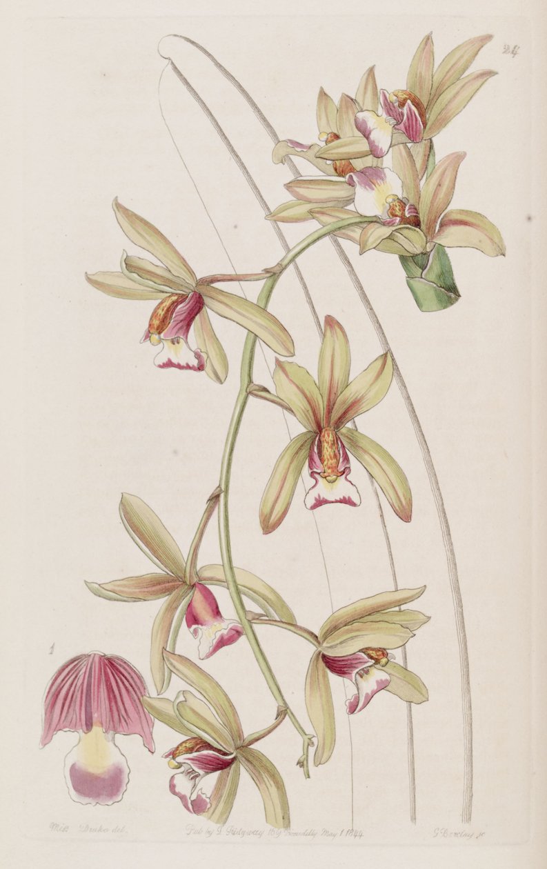 Cymbidium aloifolium (مثل syn. Cymbidium pendulum var. brevilabre) بواسطة ملكة جمال دريك
