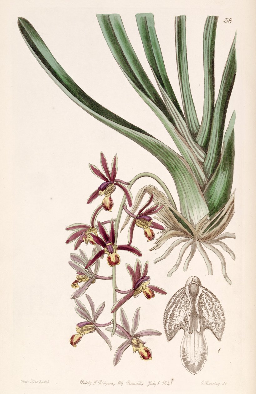 Cymbidium bicolor subsp. pubescens (مثل syn. Cymbidium pubescens) بواسطة ملكة جمال دريك