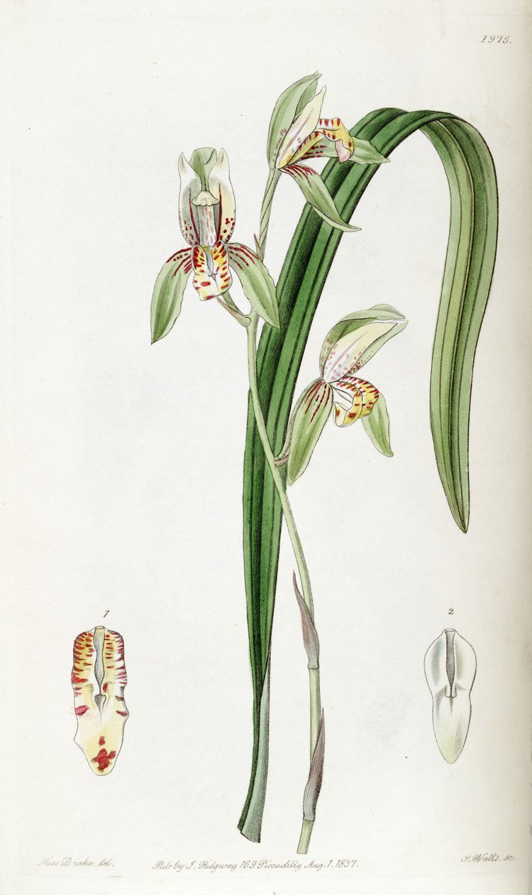 Cymbidium ensifolium (syn. Cymbidium ensifolium ssp. Estriata) بواسطة ملكة جمال دريك