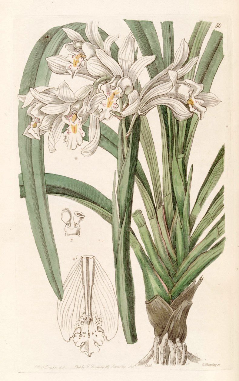 سادة Cymbidium بواسطة ملكة جمال دريك