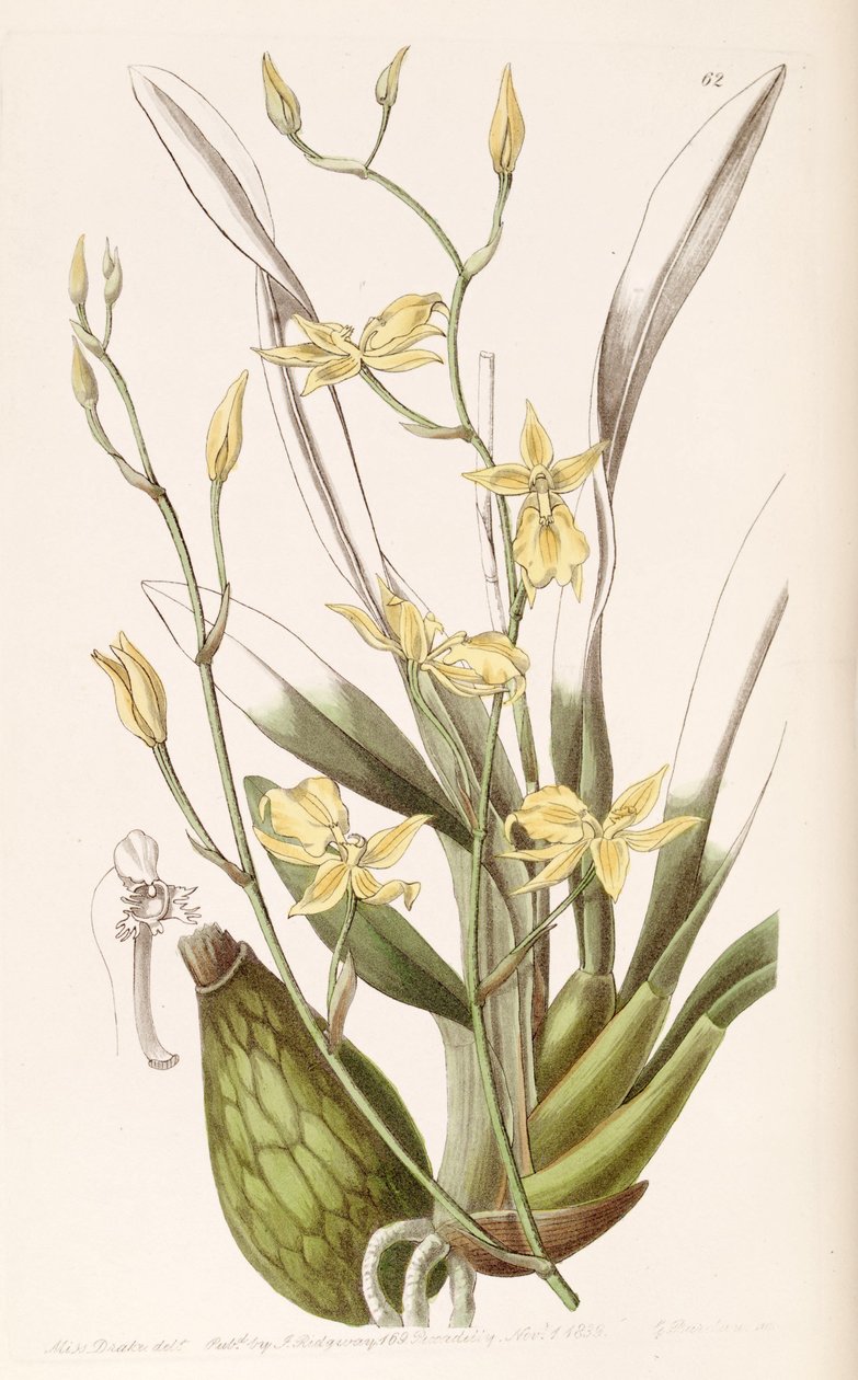 Cyrtochilum الذهبي (syn. Cyrtochilum Mystacina) بواسطة ملكة جمال دريك