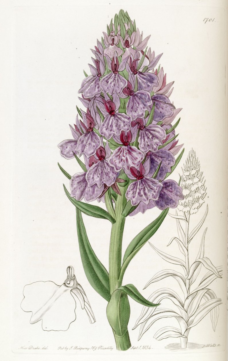 Dactylorhiza foliosa (as syn. Orchis foliosa) بواسطة ملكة جمال دريك