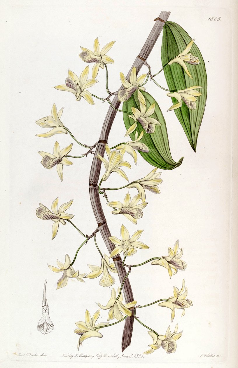 Dendrobium aphyllum (كمزامنة. Dendrobium macrostachyum) بواسطة ملكة جمال دريك