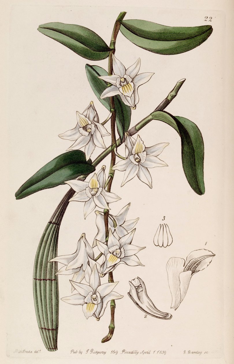 Dendrobium crumenatum بواسطة ملكة جمال دريك
