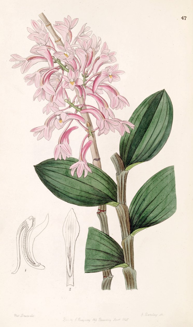 Dendrobium hasseltii (as syn. Dendrobium kuhlii) بواسطة ملكة جمال دريك