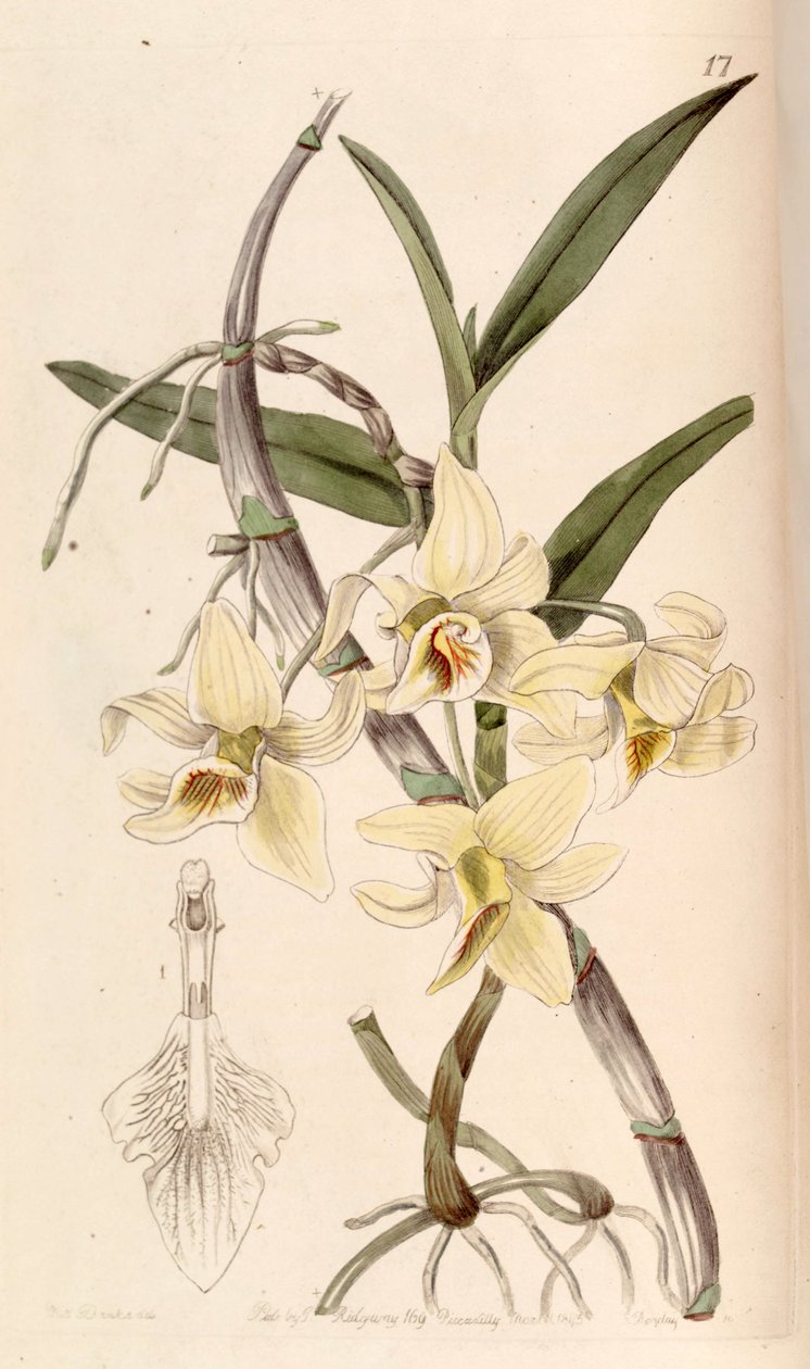 Dendrobium heterocarpum (كمزامنة. Dendrobium rhombeum) بواسطة ملكة جمال دريك