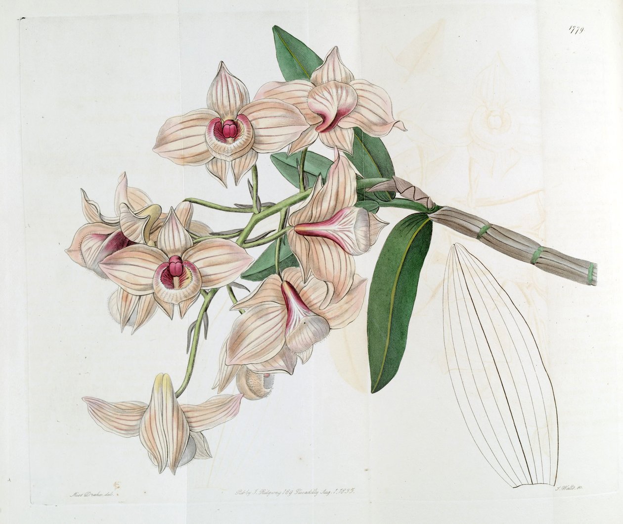 Dendrobium moschatum (مثل syn. Dendrobium cupreum) بواسطة ملكة جمال دريك
