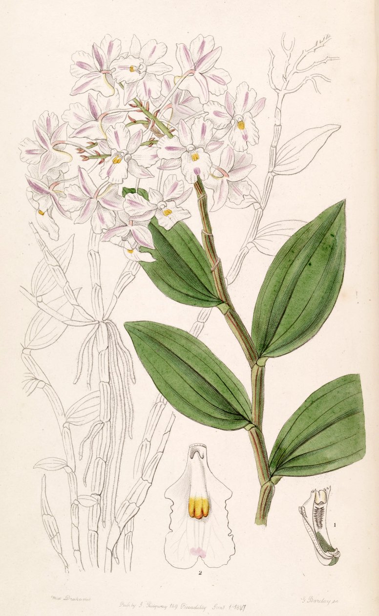 تغيير Cymbidium (syn. Dendrobium Triadenum) بواسطة ملكة جمال دريك