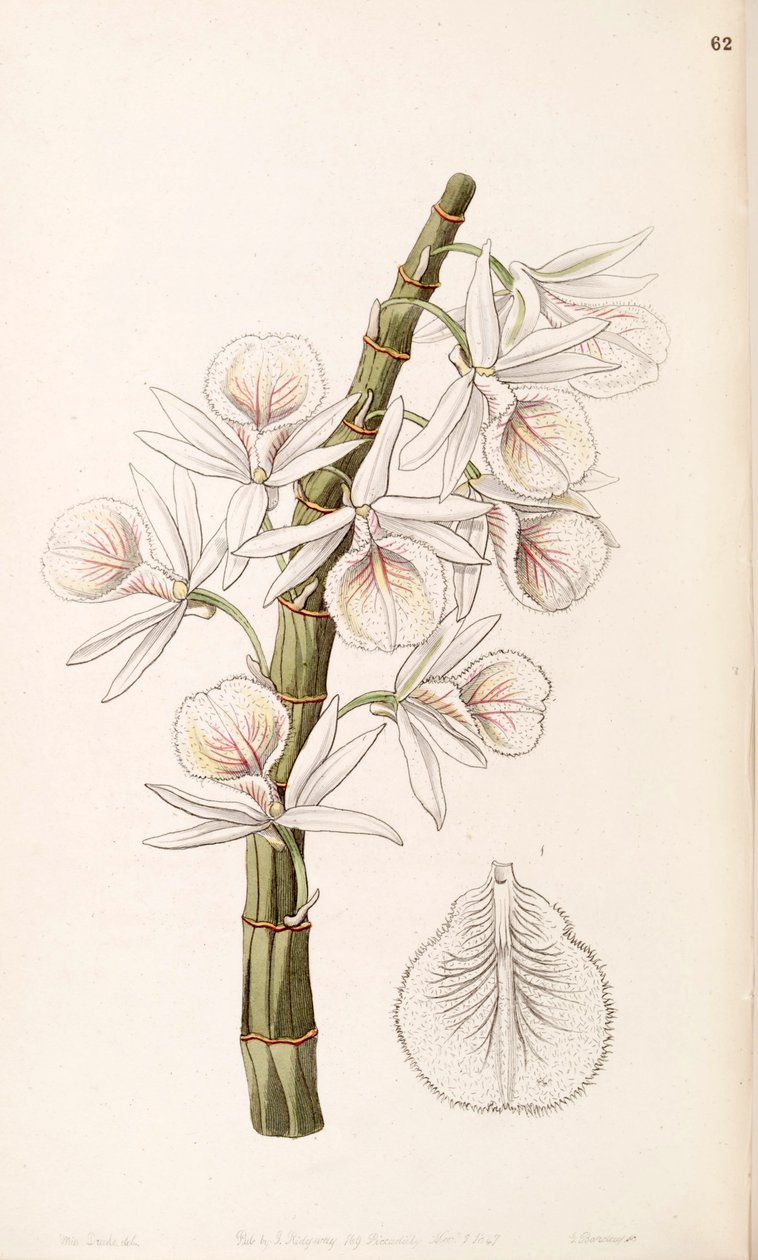 Dendrobium polyanthum (كمزامنة. Dendrobium cretaceum) بواسطة ملكة جمال دريك