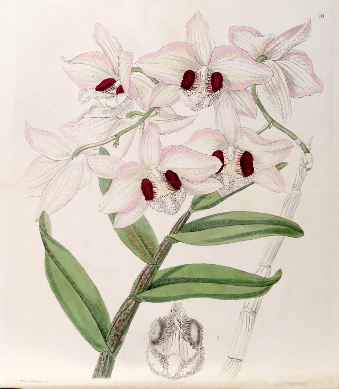 Dendrobium pulchellum (كمزامنة. Dendrobium dalhousieanum) بواسطة ملكة جمال دريك
