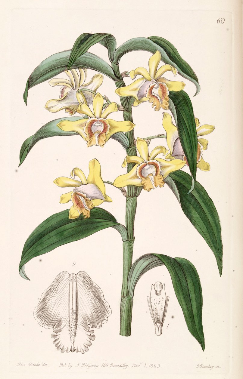 Dendrobium ruckeri بواسطة ملكة جمال دريك