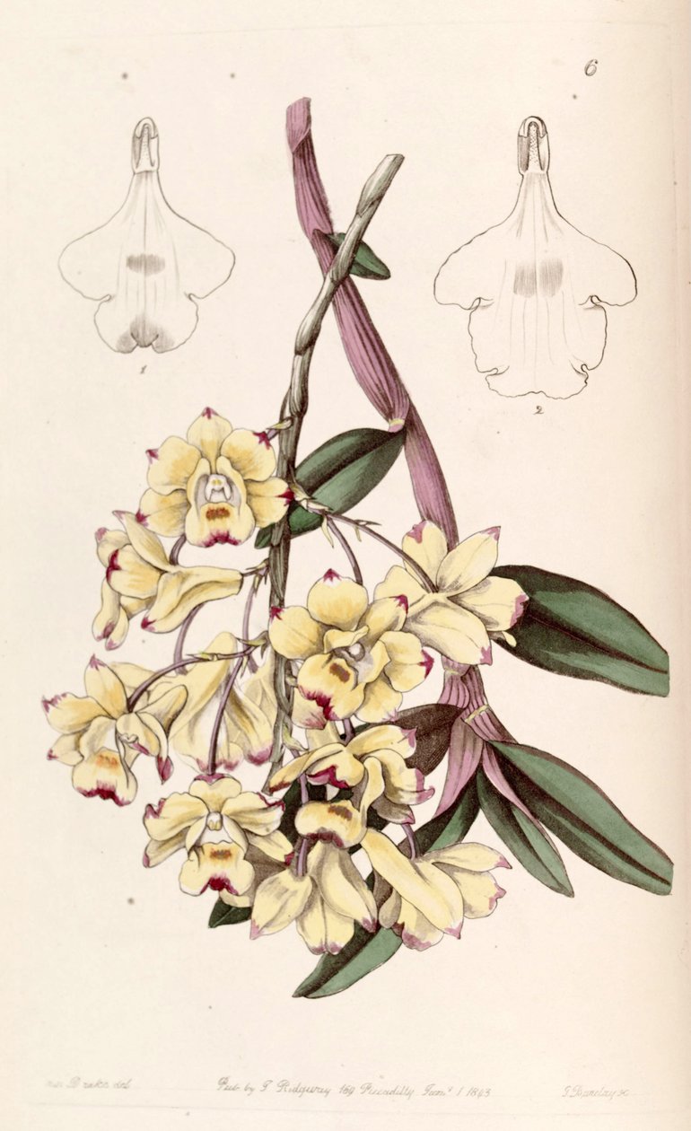 نزيف Cymbidium بواسطة ملكة جمال دريك