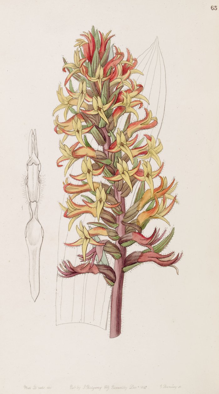 Dichromanthus cinnabarinus (مثل syn. Stenorrhynchos cinnabarinum ، مكتوبة بواسطة Lindley مثل Stenorhynchus cinnabarinus)) بواسطة ملكة جمال دريك