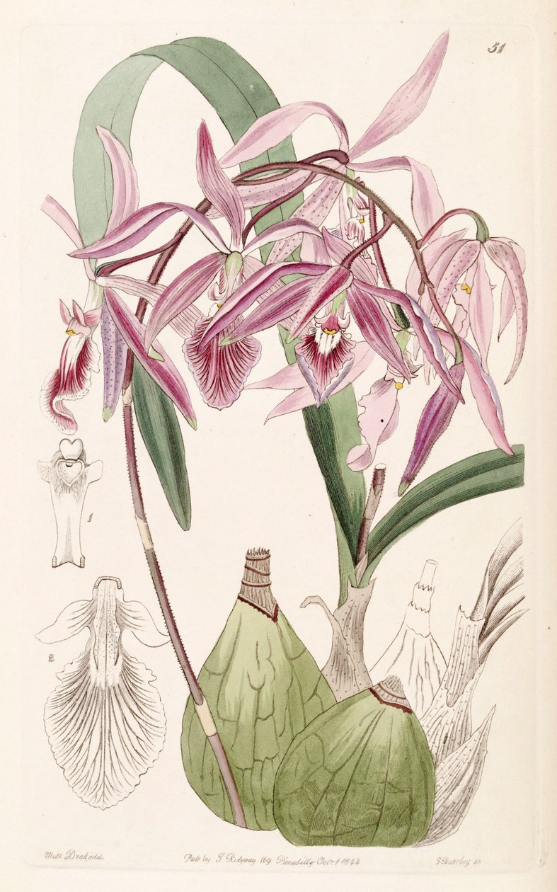 Encyclia adenocaula (مثل syn. Epidendrum verrucosum) بواسطة ملكة جمال دريك