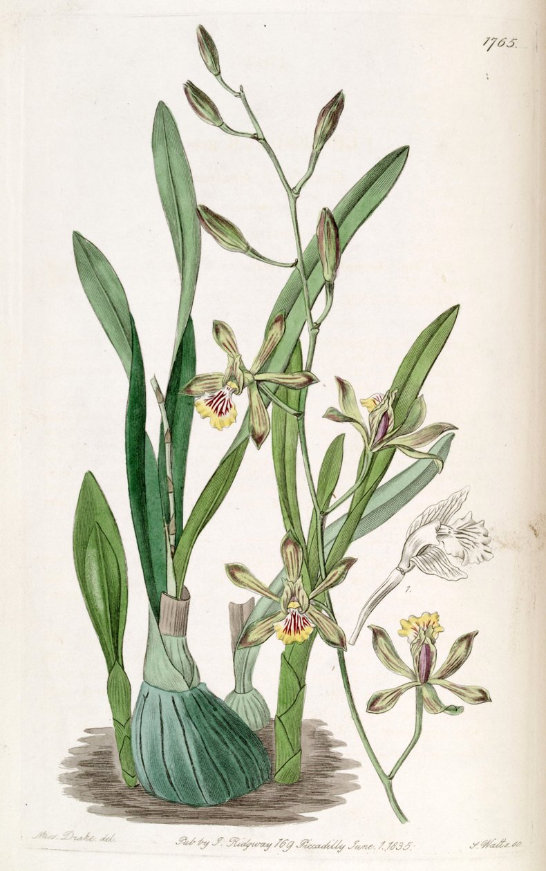Encyclia gracilis (as syn. Epidendrum gracile) بواسطة ملكة جمال دريك