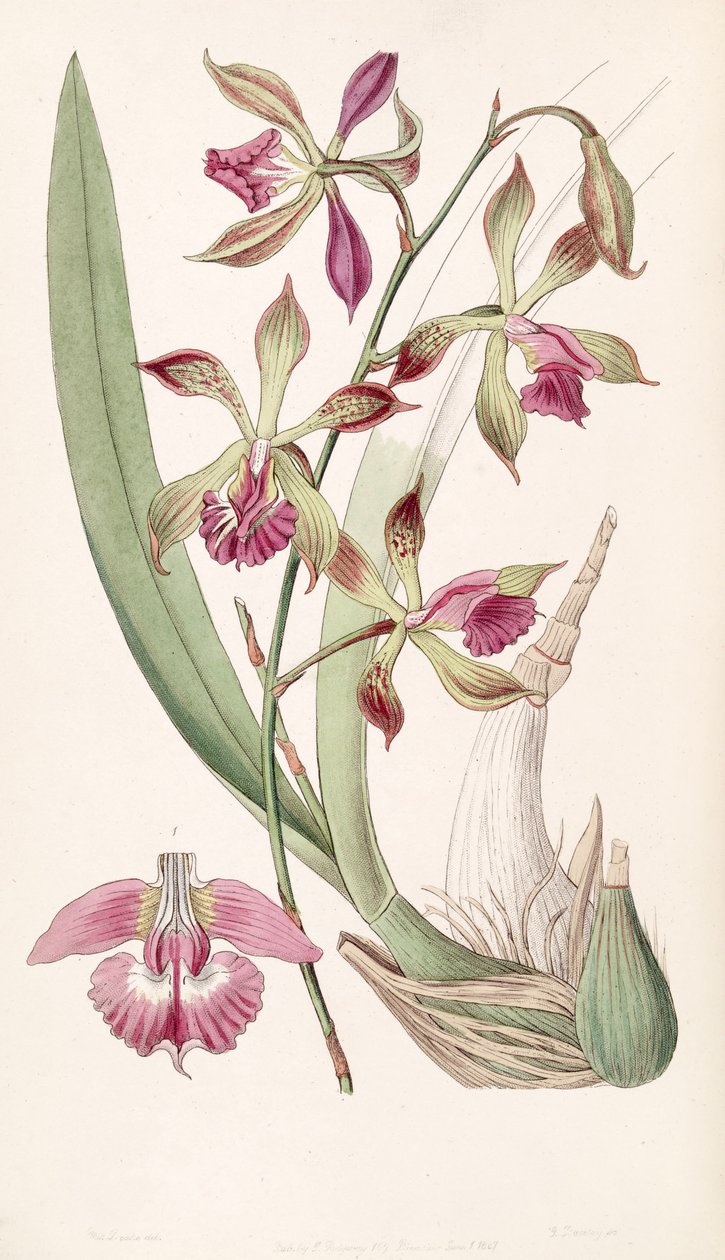 Encyclia plicata (كمزامنة Epidendrum plicatum) بواسطة ملكة جمال دريك