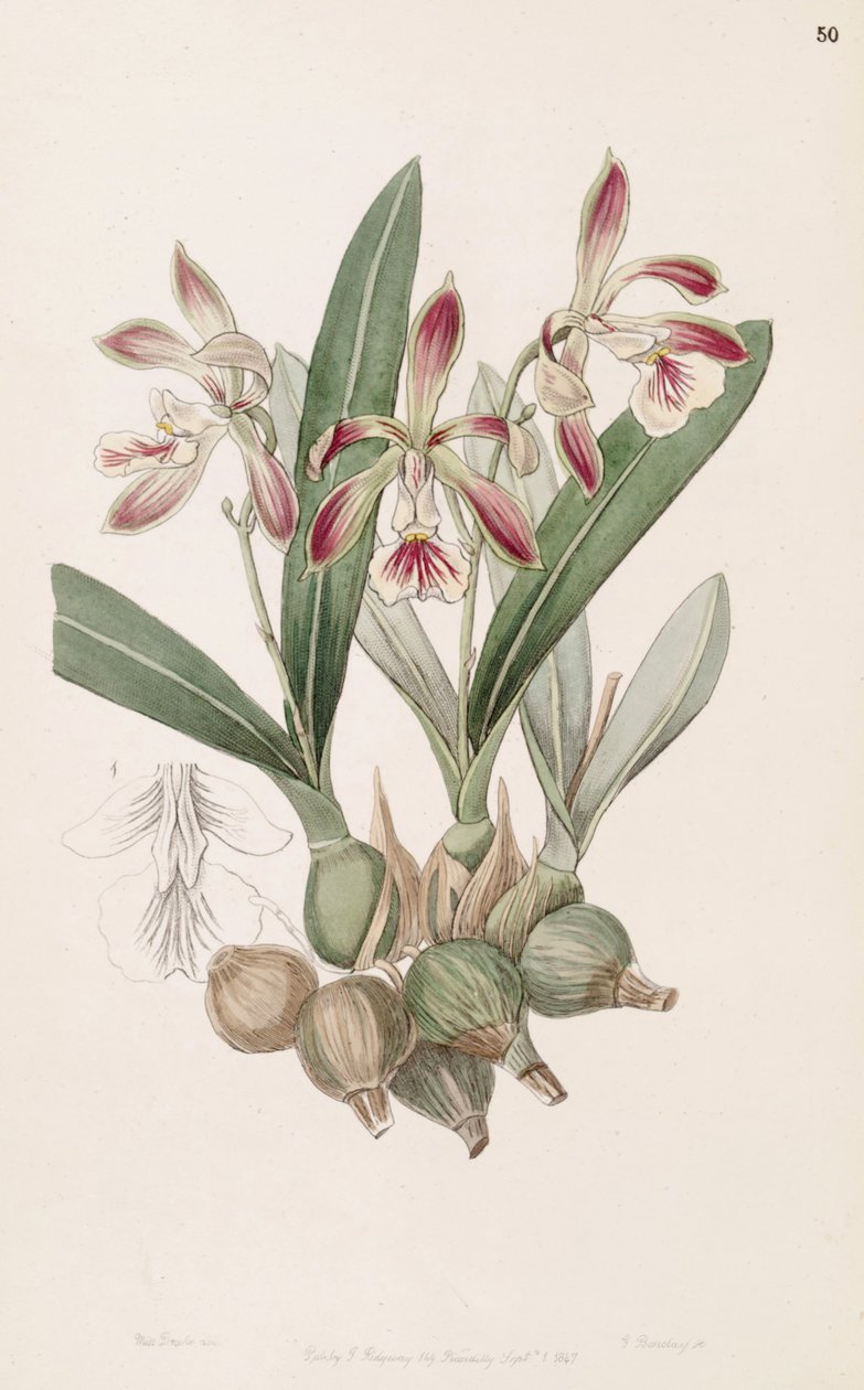 Encyclia pyriformis (مثل sync Epidendrum pyriforme) بواسطة ملكة جمال دريك