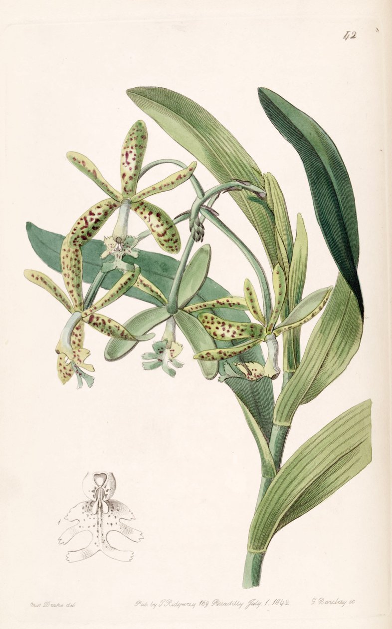 Epidendrum cristatum (مثل syn. Epidendrum raniferum) بواسطة ملكة جمال دريك