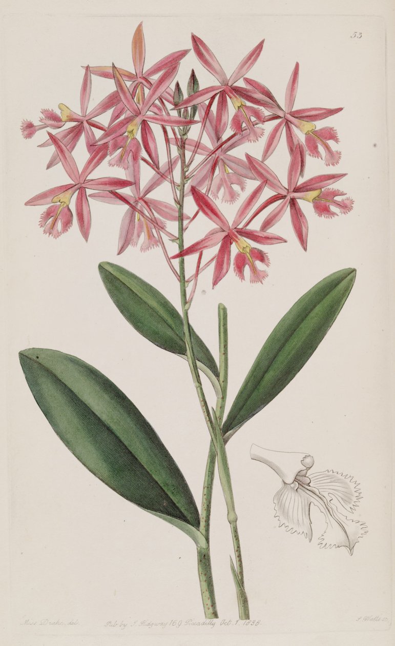 Epidendrum macrocarpum (كمزامنة. Epidendrum schomburgkii) بواسطة ملكة جمال دريك