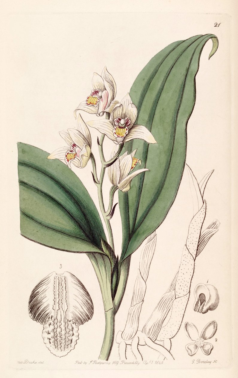 إيريا التاجي (syn. Trichosma sweet) بواسطة ملكة جمال دريك