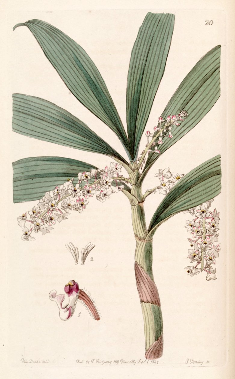 Eria floribunda بواسطة ملكة جمال دريك