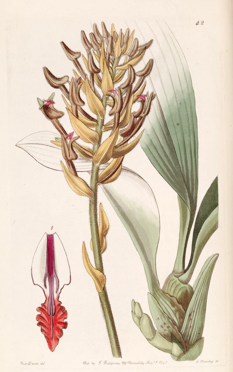 Eria ornata (مثل syn. Eria armeniaca) بواسطة ملكة جمال دريك