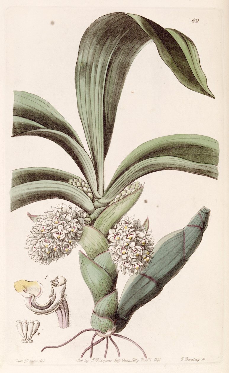Eria spicata (كمزامنة. Eria convallarioides) بواسطة ملكة جمال دريك