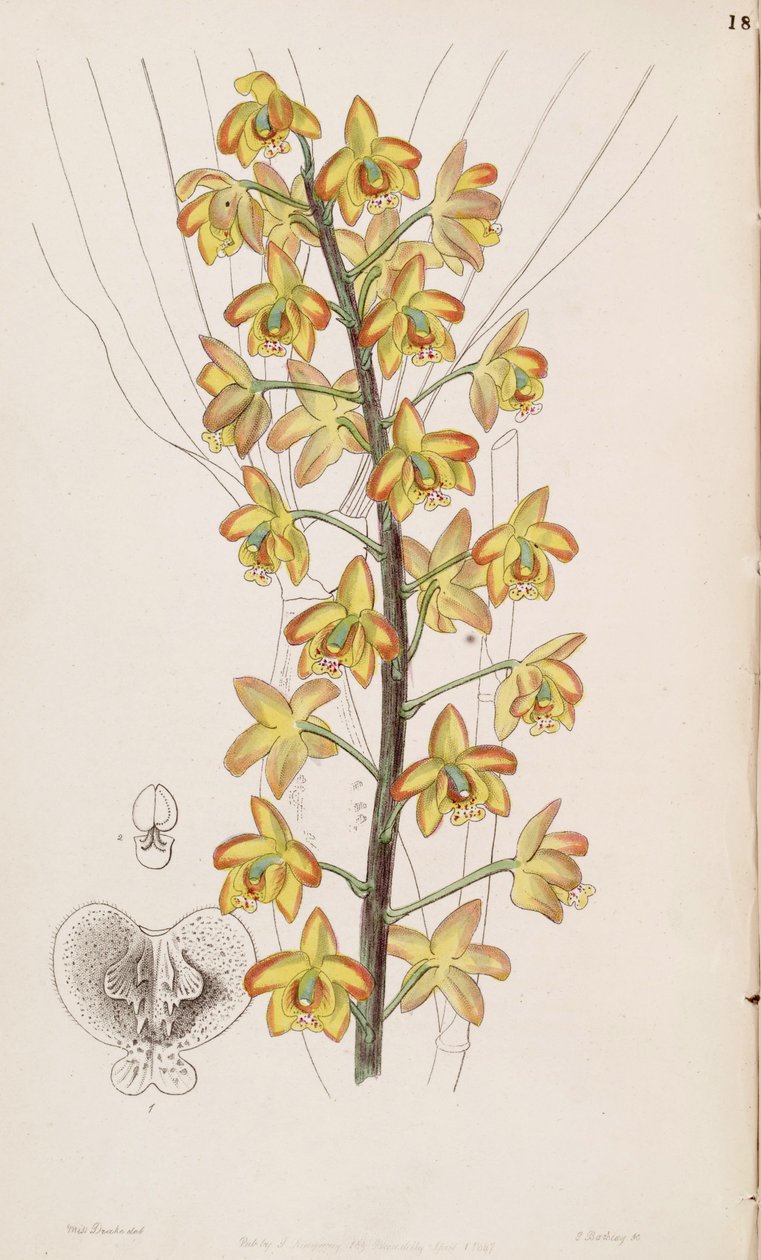 Eriopsis biloba بواسطة ملكة جمال دريك