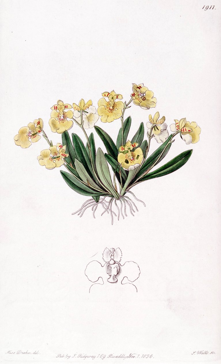 فينوس كومب جالي (syn. Oncidioides iridifolium) بواسطة ملكة جمال دريك