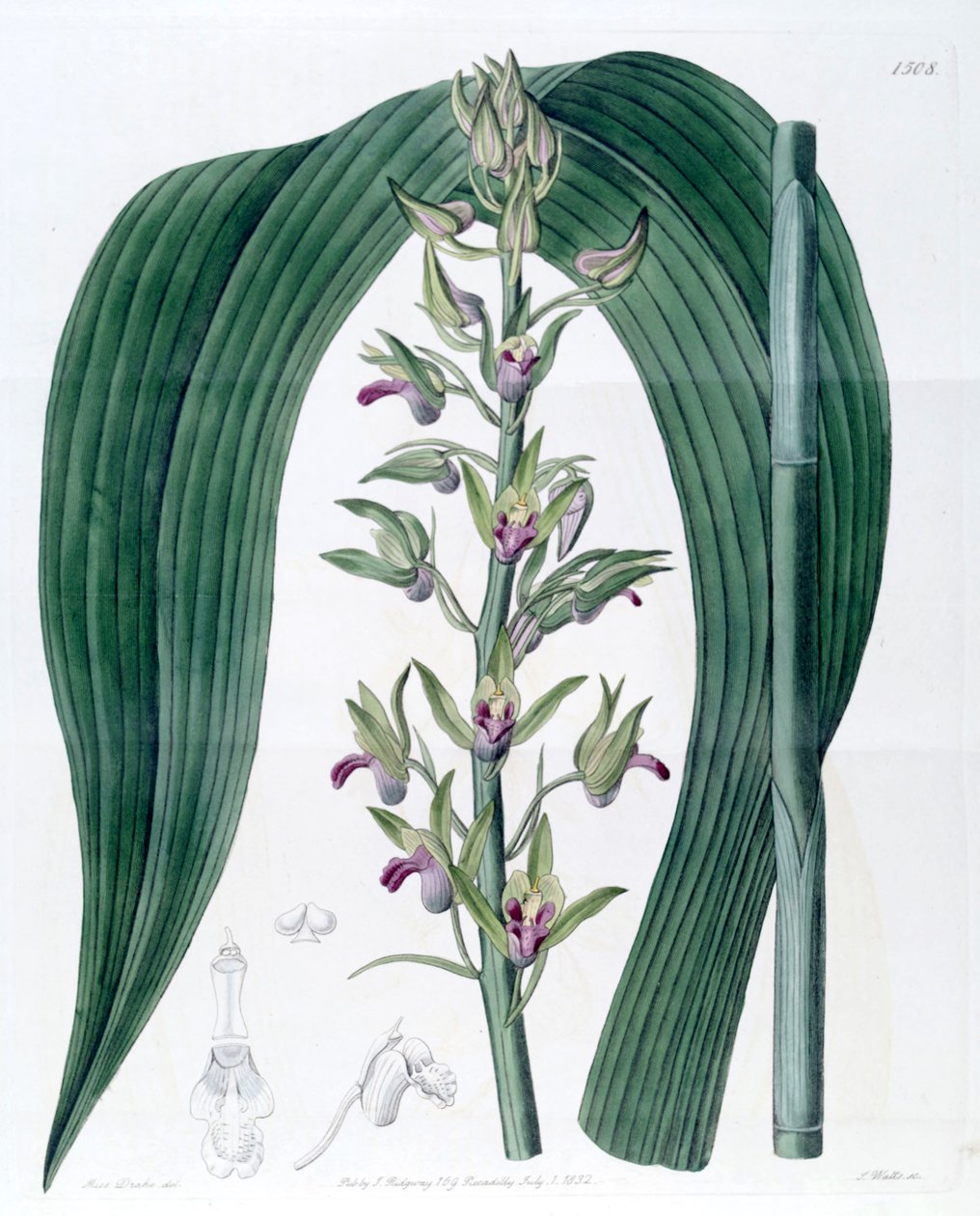 Eulophia alta (مثل syn. Cyrtopodium woodfordii) بواسطة ملكة جمال دريك