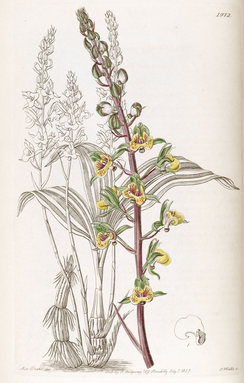معرض Eulophia (syn. Eulophia macrostachya) بواسطة ملكة جمال دريك
