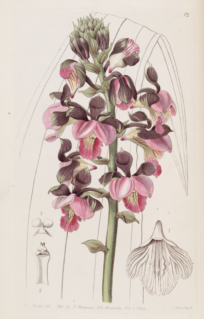 Eulophia rosea (as syn. Lissochilus roseus) بواسطة ملكة جمال دريك