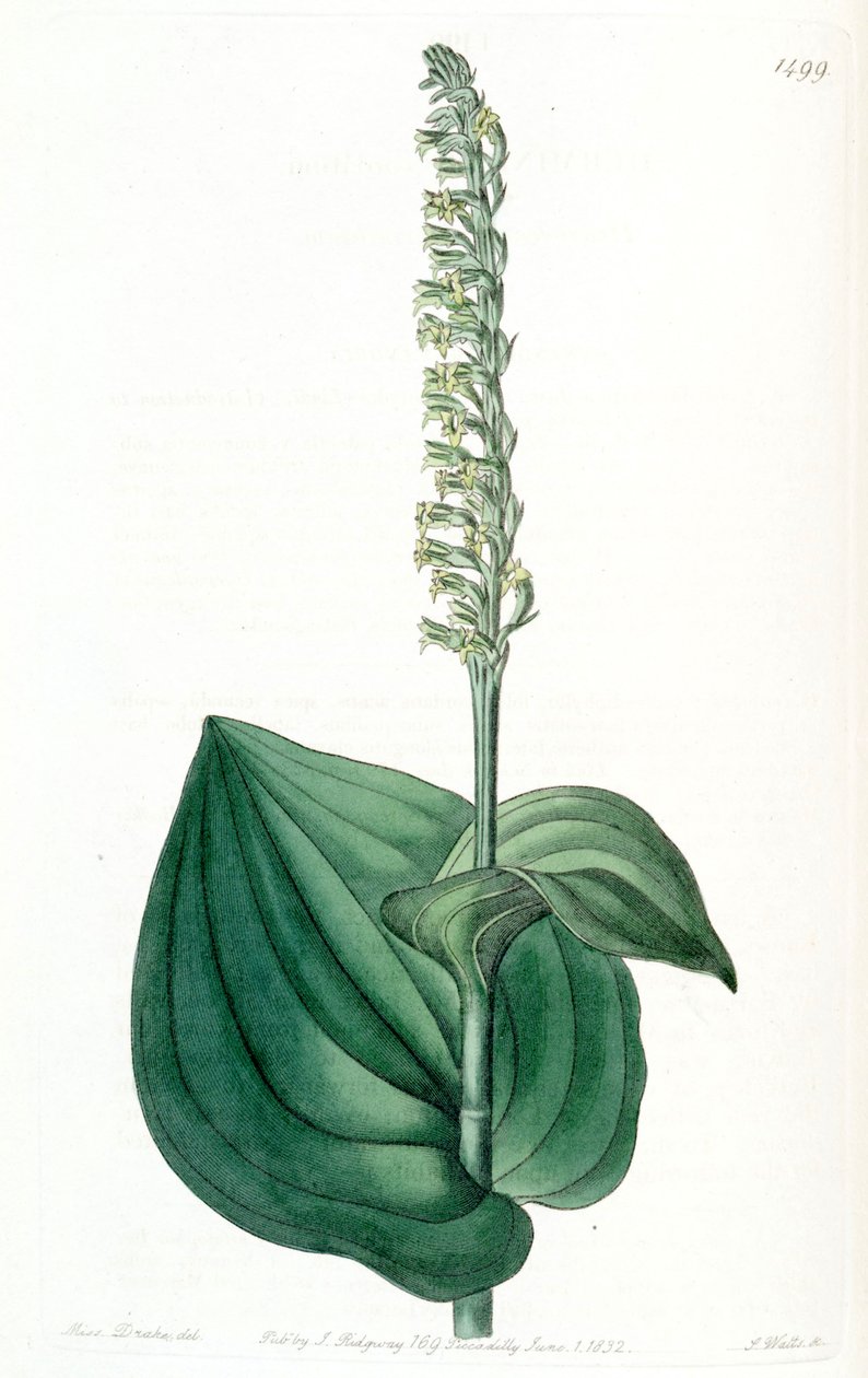 Gennaria diphylla (مثل syn. Herminium cordatum) بواسطة ملكة جمال دريك