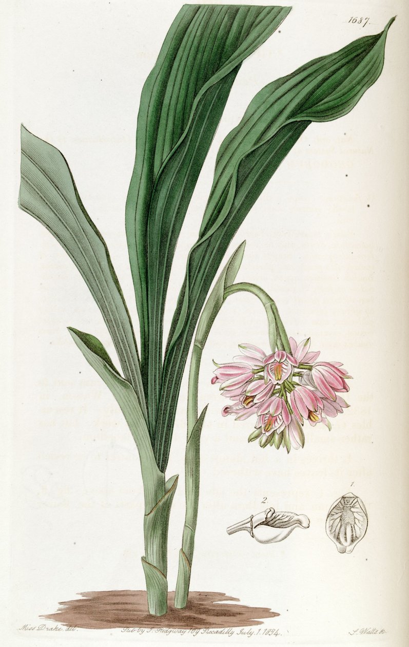 Geodorum densiflorum (syn. Geodorum مطلي) بواسطة ملكة جمال دريك