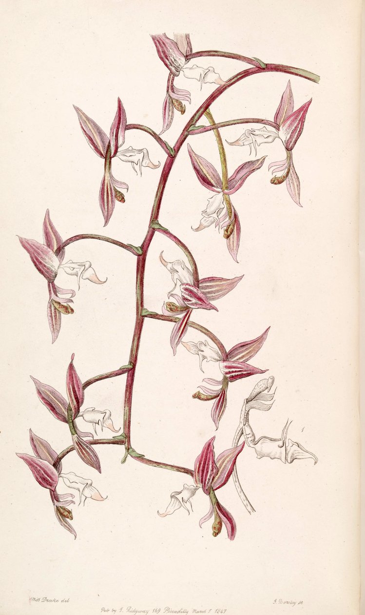 Gongora aromatica (مثل syn. Gongora bufonia var. Leucochila) بواسطة ملكة جمال دريك