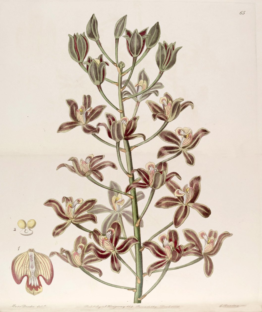 Grammatophyllum multiflorum بواسطة ملكة جمال دريك