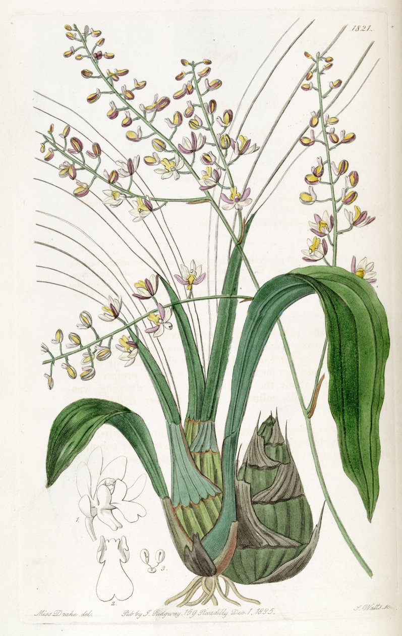 Graphorkis lurida أو Graphorchis lurida (مثل syn. Eulophia lurida) بواسطة ملكة جمال دريك
