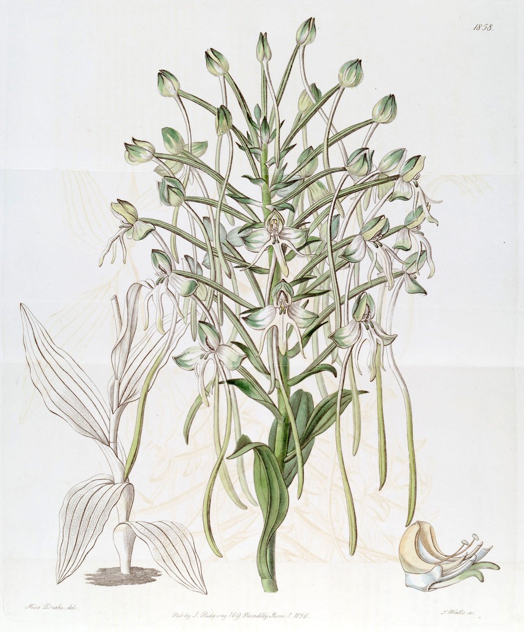Habenaria procera بواسطة ملكة جمال دريك
