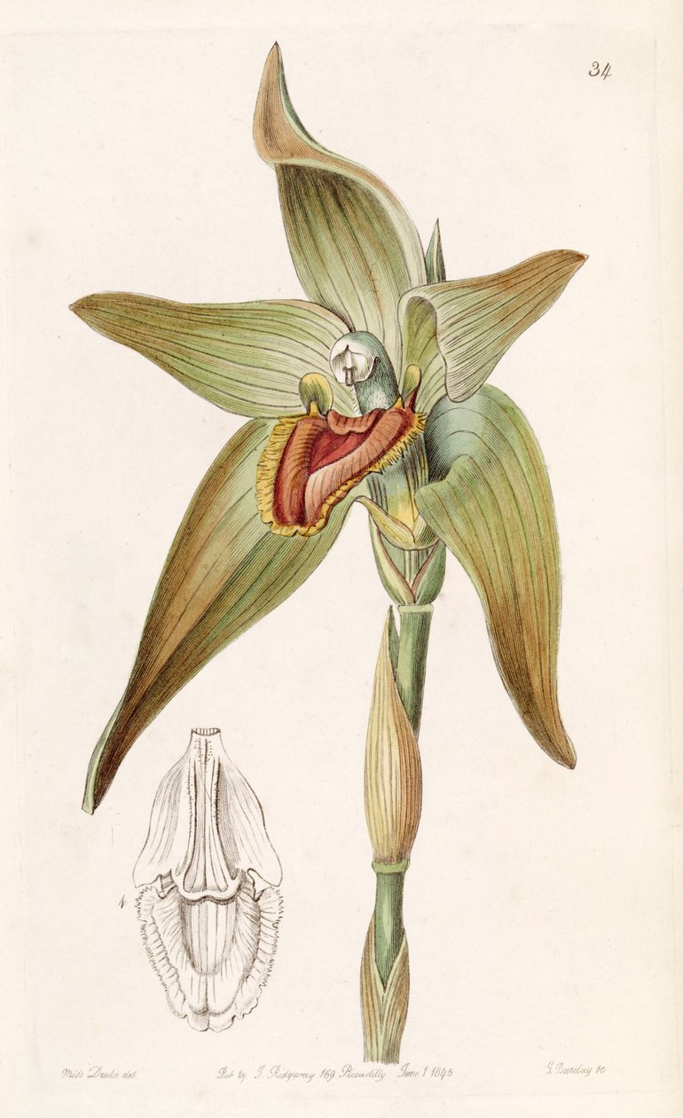 Ida gigantea أو Sudamerlycaste gigantea (مثل syn. Lycaste gigantea) بواسطة ملكة جمال دريك