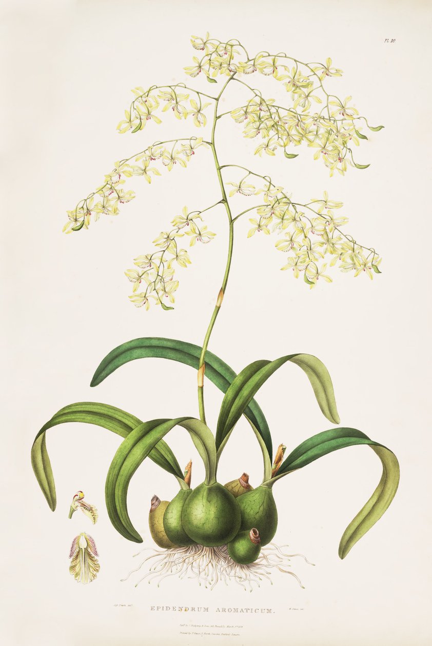 توضيحات موسوعة شاغل المنصب (syn. Cattleya ، العطرية) بواسطة ملكة جمال دريك