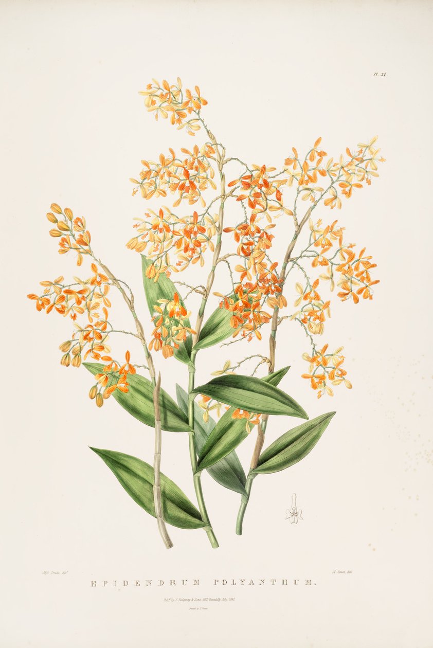 رسم توضيحي ل Epidendrum polyanthum بواسطة ملكة جمال دريك