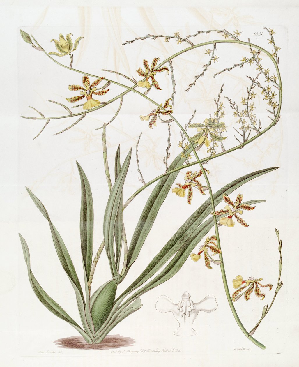 Oncidioides توضيح عالي جدا (Jacq.) Sw. (هذا الرسم ليس oncidioides Baueri ، انظر صفحة توضيح oncidioides عالية)) بواسطة ملكة جمال دريك